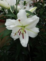 [5228 White Eyes VZ No02.JPG]